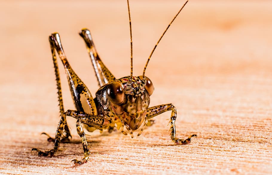 grasshopper, viridissima, insect, close, animal themes, one animal HD wallpaper