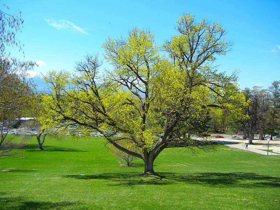 Tree, Spring, Spring, Green, Nature, grass, green color, landscape HD wallpaper