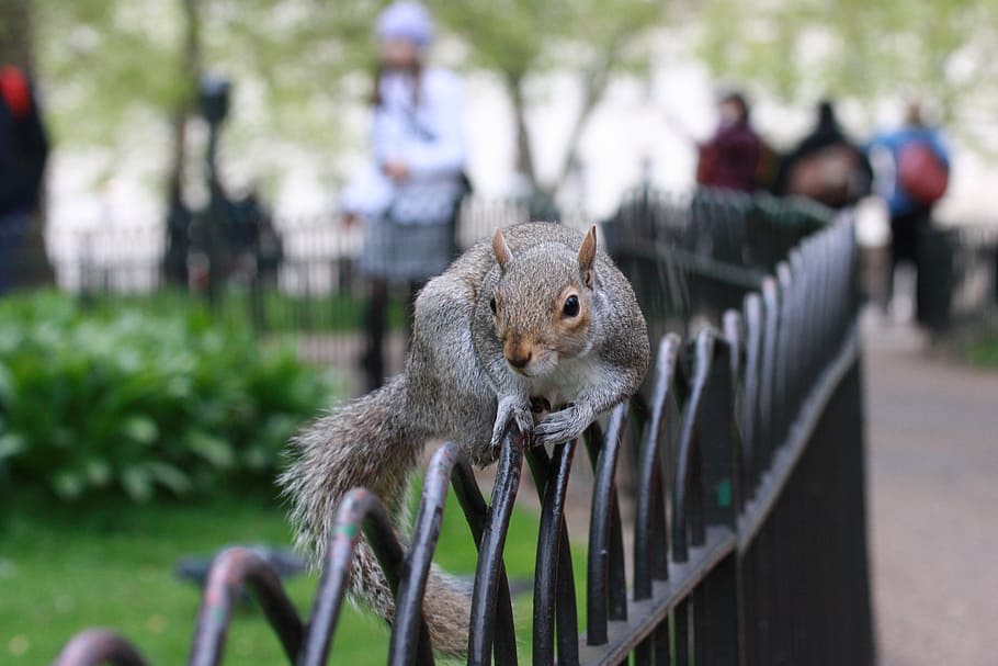 squirrel, rodent, animals, animal themes, mammal, focus on foreground HD wallpaper