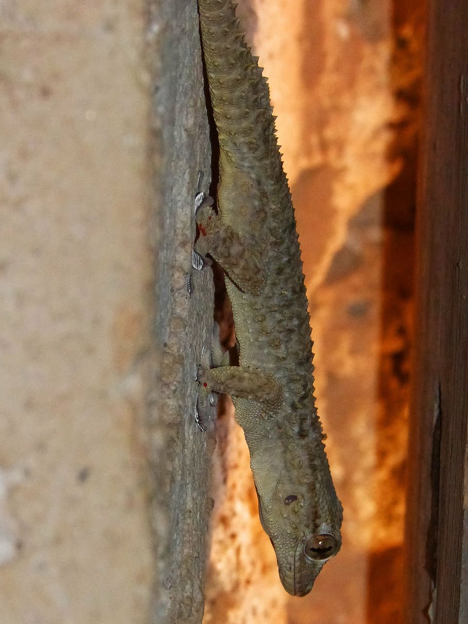 gecko, dragon, lizard, sucker, reptile, wall, animal, nature HD wallpaper