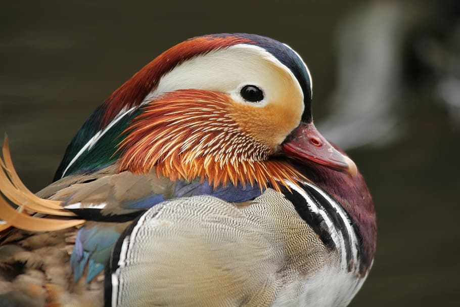 close-up photography of mandarin duck, nature, bird, feather HD wallpaper