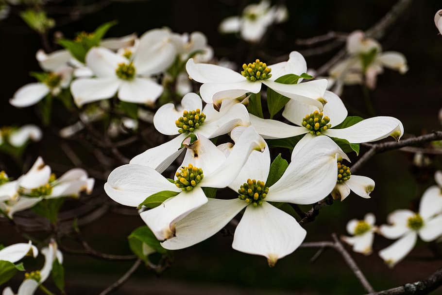 Dogwood Photos Download The BEST Free Dogwood Stock Photos  HD Images