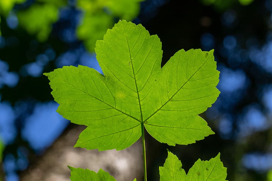 leaf, maple, mountain-maple, green, structure, plant part, close-up HD wallpaper