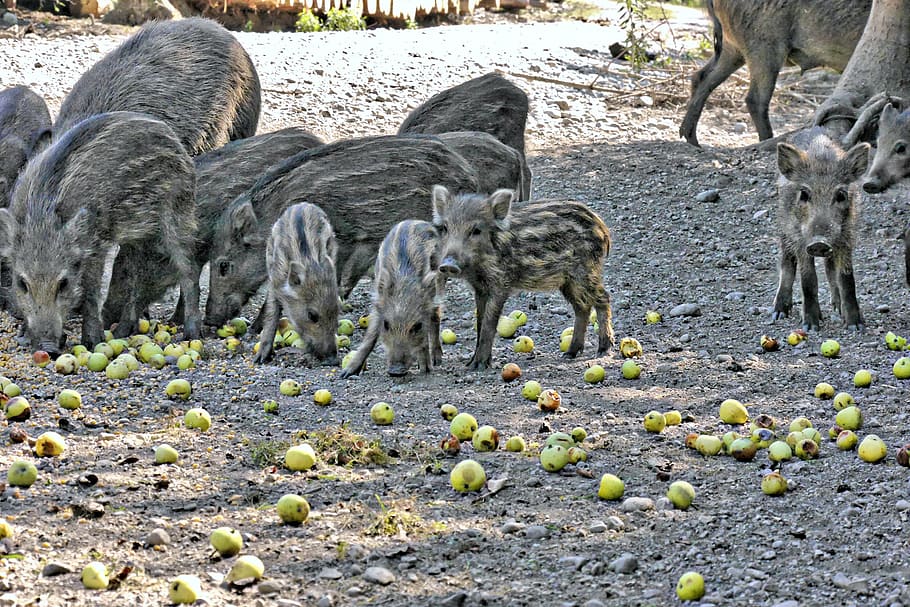 boar, bache, sow, launchy, animal, mammal, animal themes, land HD wallpaper