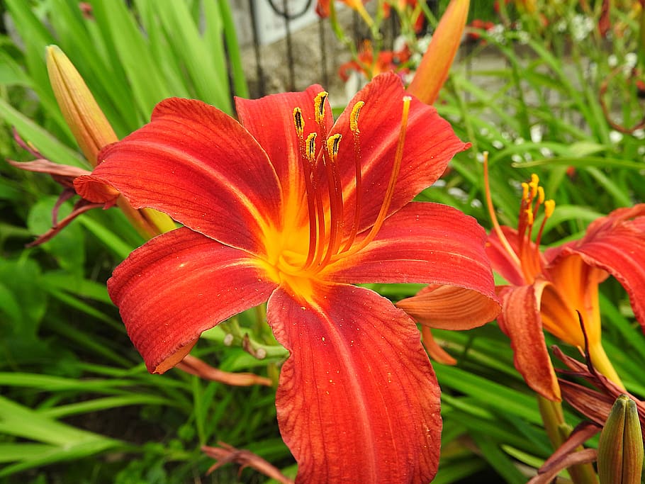lily, flower, orange, flowering plant, fragility, vulnerability HD wallpaper