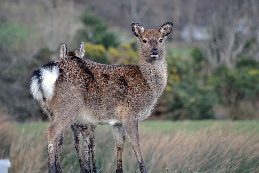 deer, hind, manchurian, animal wildlife, animals in the wild HD wallpaper