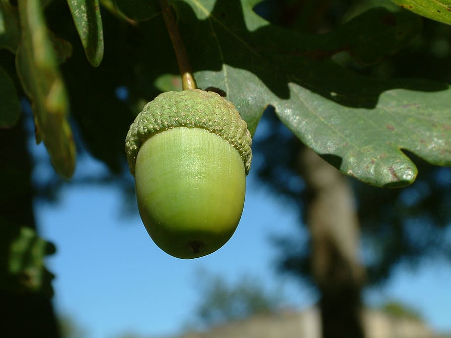 acorn, tree, nut, nature, leaf, plant, close-up, plant part HD wallpaper
