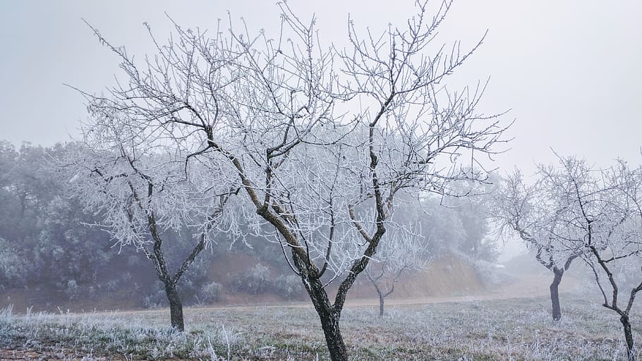 frost, winter, christmas, tree, ice, snowflakes, bare tree HD wallpaper