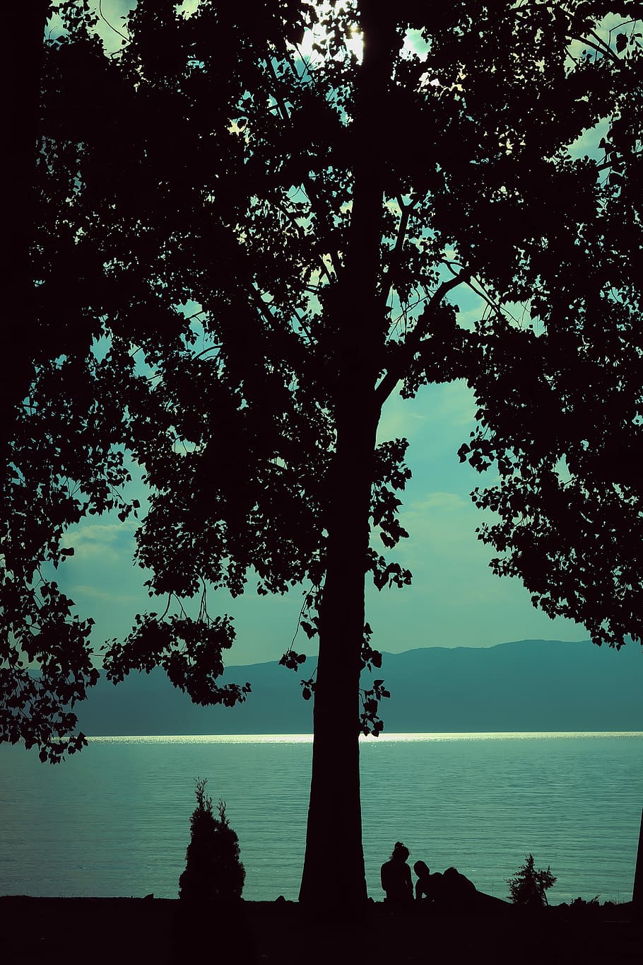 Silhouette, Nature, Summer, Tree, romance, plant, lake, sun HD wallpaper