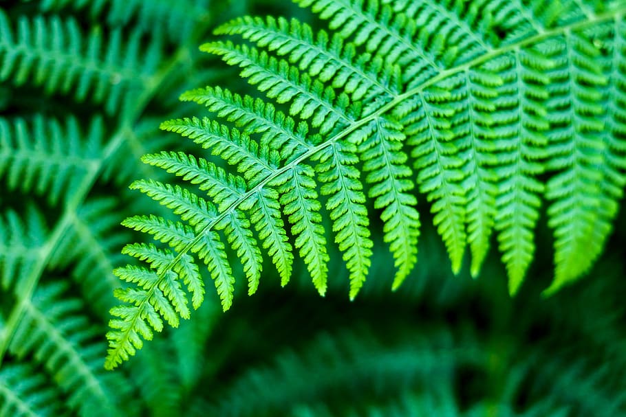 green, leaves, plants, green color, fern, leaf, plant part HD wallpaper