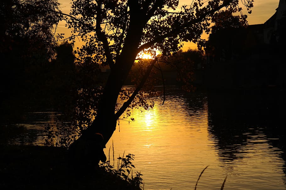 Tree, Leaves, Sunset, River, Danube, water, branch, evening HD wallpaper