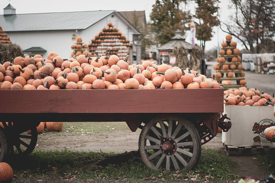 round fruits in cart, pumpkins on carriage, squash, wagon, halloween HD wallpaper
