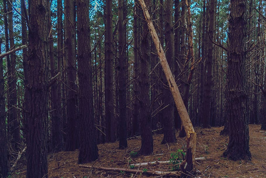 trees, nature, decay, twilight, autumn, path, mood, forest HD wallpaper