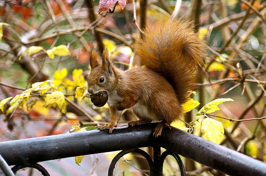 Squirrel Eating Acorn, animal, autumn, cute, fall, ginger, wildlife
