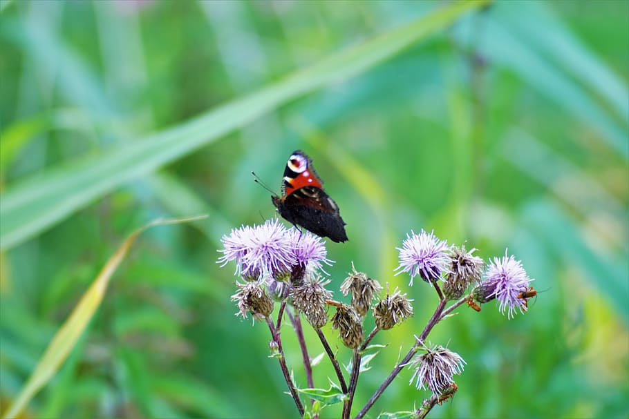 sony a-68, nature, experiment, plant, animal themes, animal wildlife HD wallpaper
