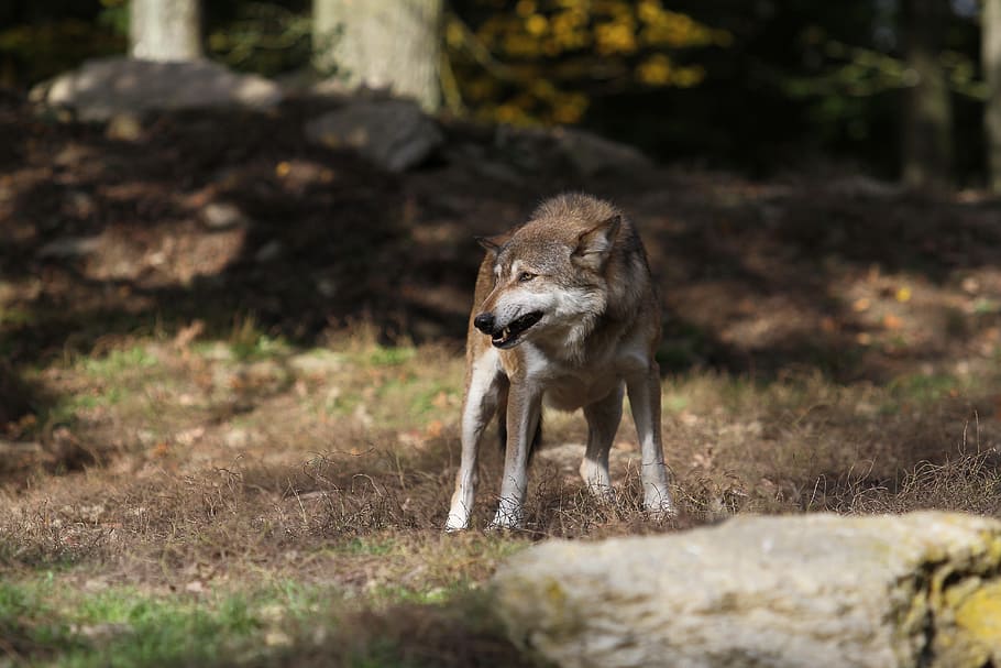 brown and white wolf standing on brown grass near tree at daytime HD wallpaper