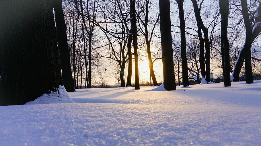 winter, snow, frost, cold, tree, wood, season, nature, frozen HD wallpaper