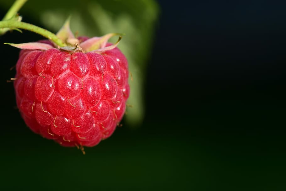 selective focus photography of red raspberry, fruit, ripe, close HD wallpaper