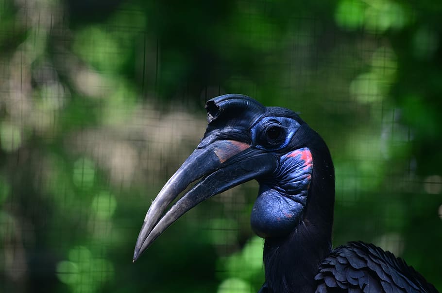 close shot of black and blue bird, black bird, beak, exotic, bokeh HD wallpaper