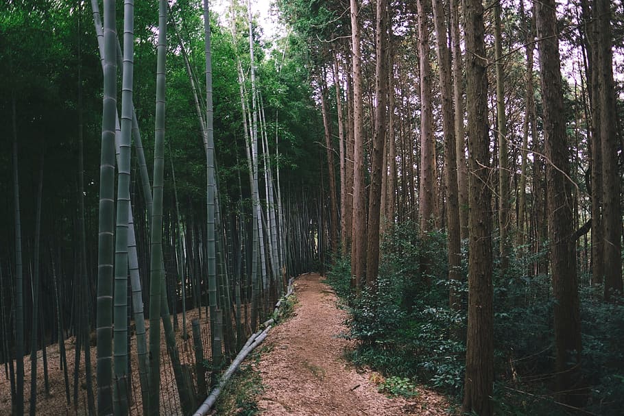 green, plants, trees, forest, path, nature, tranquility, land HD wallpaper