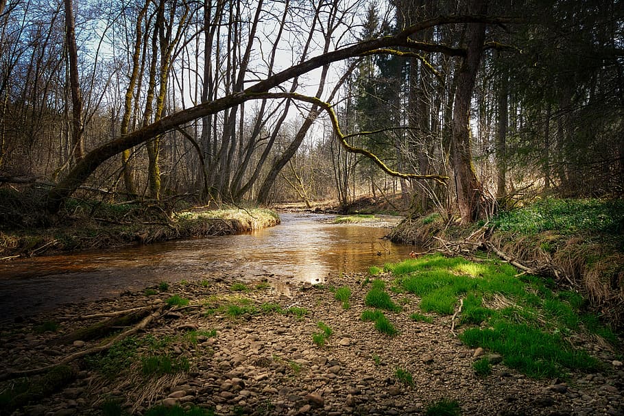 green leafed trees and body of water during daytime, nature HD wallpaper