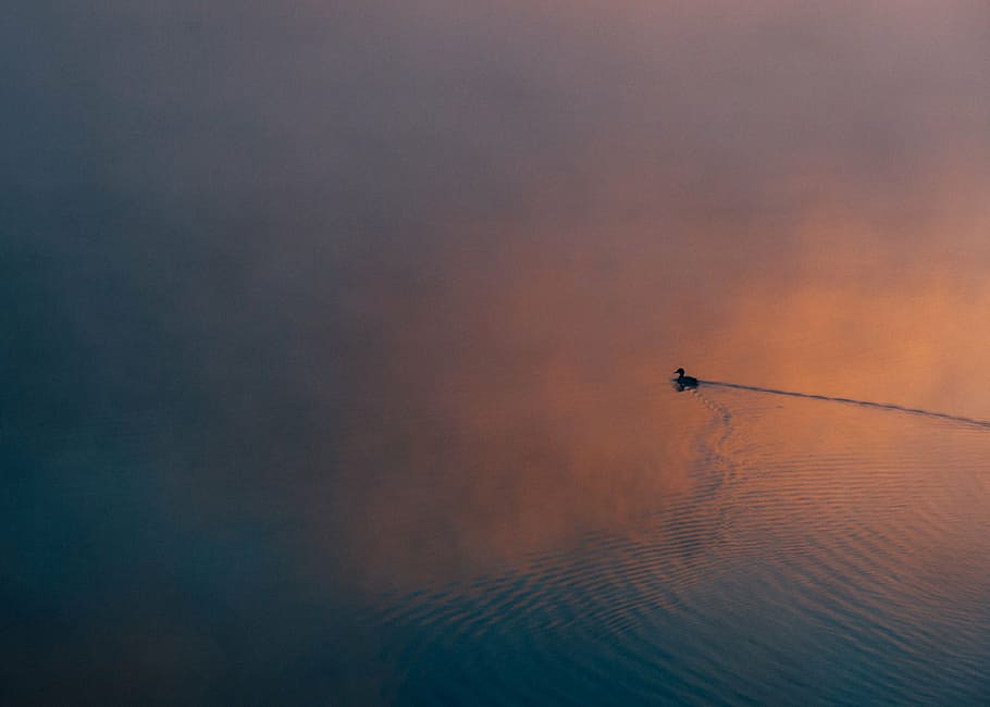 duck on body of water, silhouette, float, calm, animals, ocean HD wallpaper