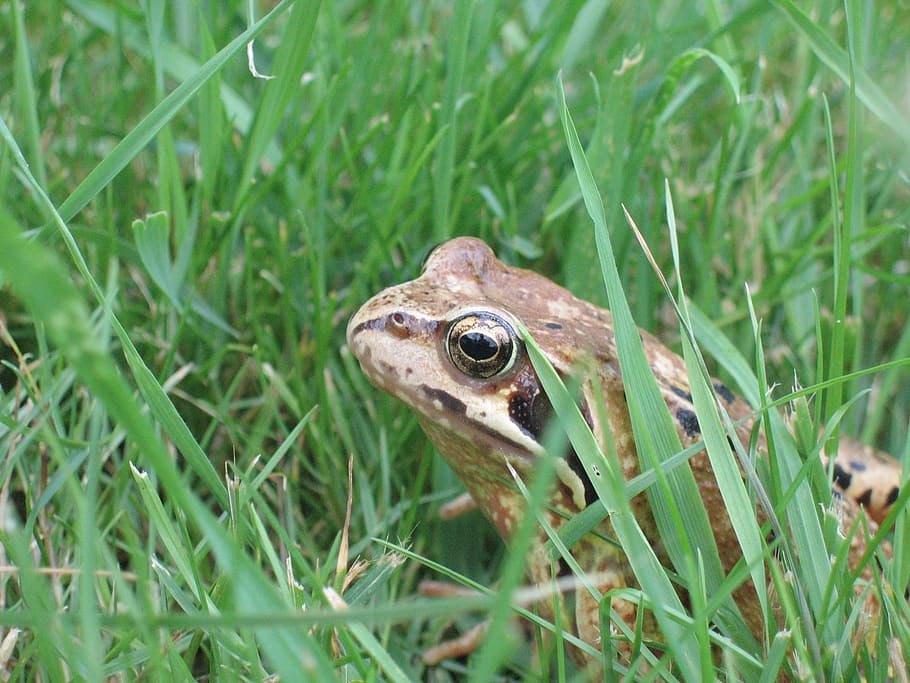 toad, frog, grass, green, plant, animal, vertebrate, one animal HD wallpaper