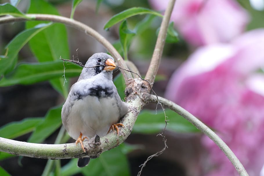 Bird, House, Waiting, preparing, for, the, summer, nature, animal HD wallpaper