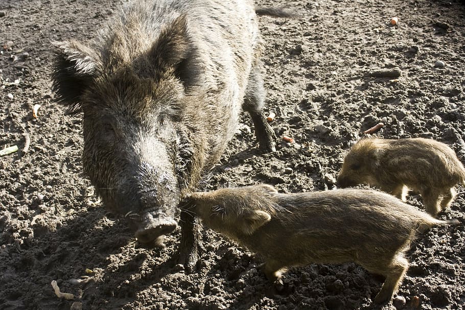 bache, little pig, quagmire, look, mud, wild Boar, animal, piglet, HD wallpaper