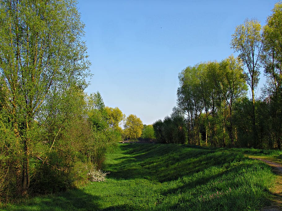 spring, tree, nature, green, forest, plant, sky, growth, green color HD wallpaper