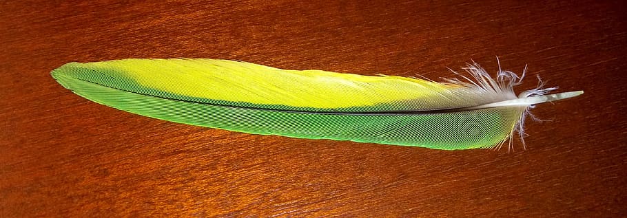 bird feather, yellow, green, bright, nature, fauna, australia HD wallpaper