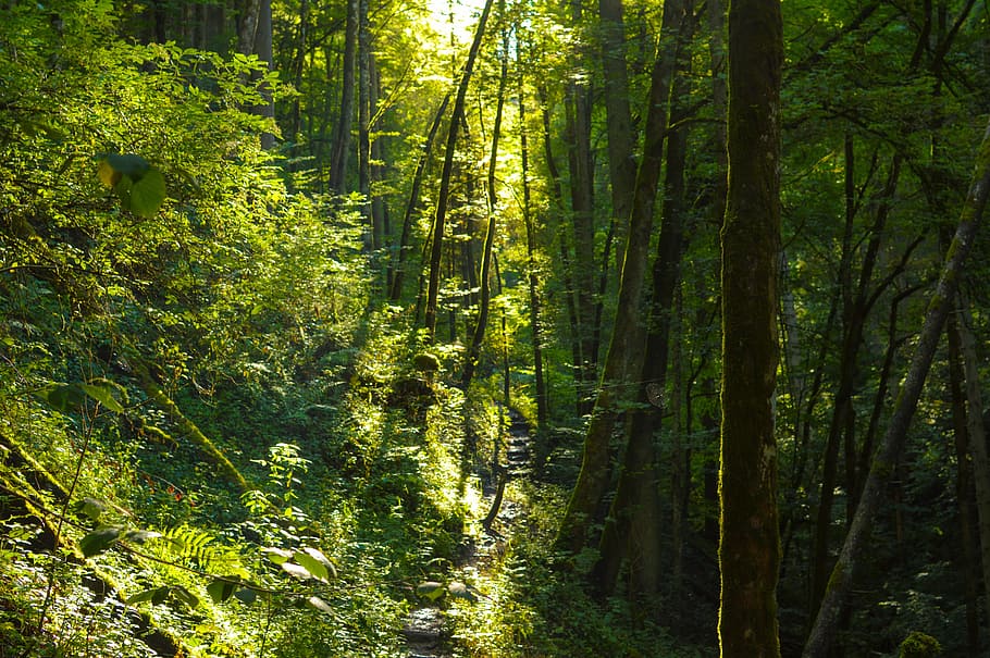 forest, light, trees, mystical, mood, light beam, sun, nature HD wallpaper