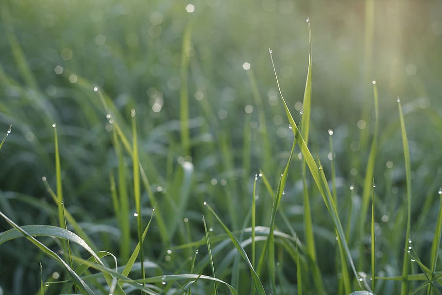Detail, Grass, Stems, Dew, Spring, nature, drop, growth, water HD wallpaper