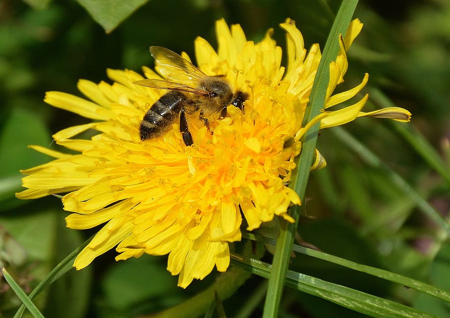 bee, dandelion, yellow, spring, green, wings, brown, flowering plant HD wallpaper