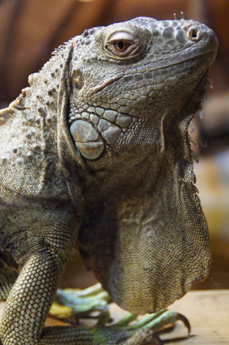 iguana, dragon, close up, animal portrait, reptile, lizard, HD wallpaper