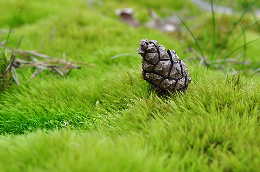 cone, grass, moss, macro, nature, plants, forest, green, brown HD wallpaper