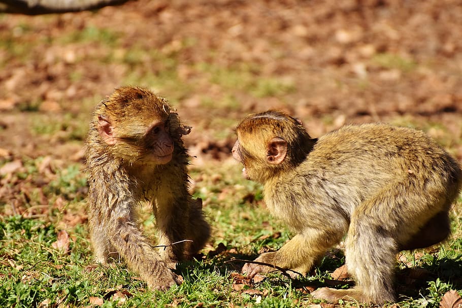 berber monkeys, play, cute, endangered species, monkey mountain salem HD wallpaper