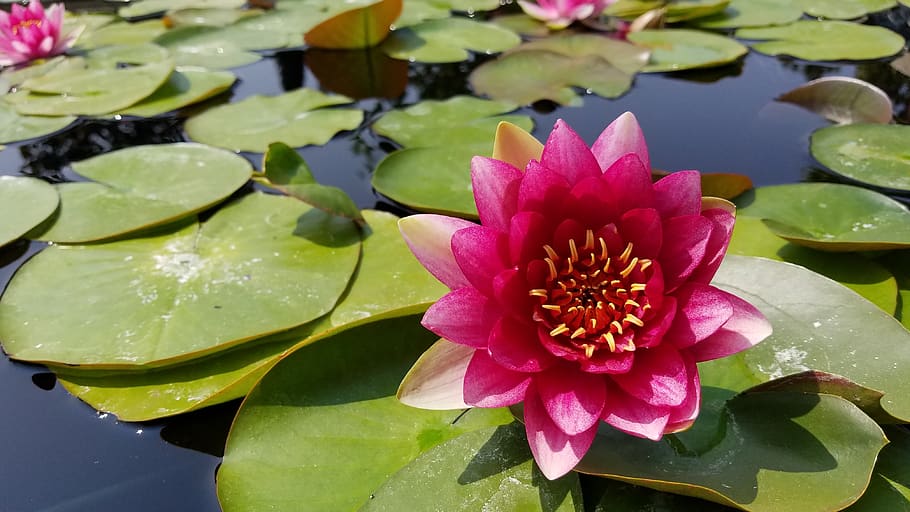 flower, darioush, garden, flowering plant, vulnerability, beauty in nature HD wallpaper