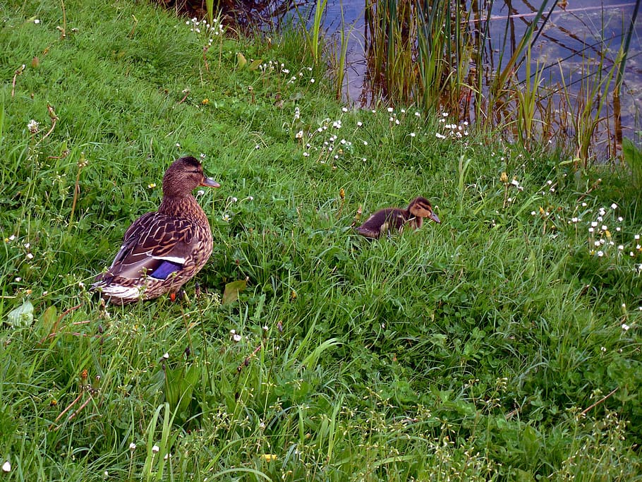 Duck, Chicks, Ducks, Small, Fluff, duck family, duck mother HD wallpaper