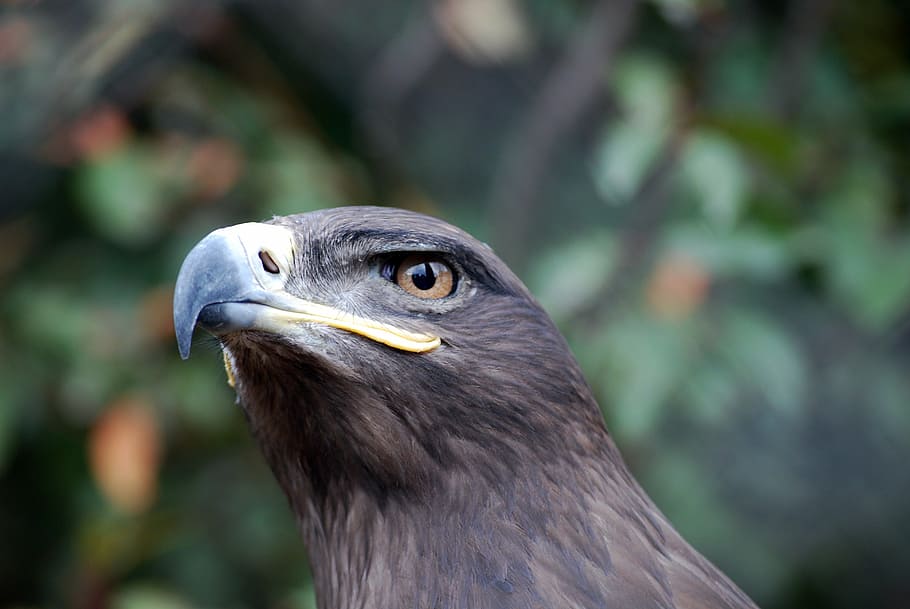 eagle, steppe, animal, bird, predator, fly, wing, beak, feather HD wallpaper