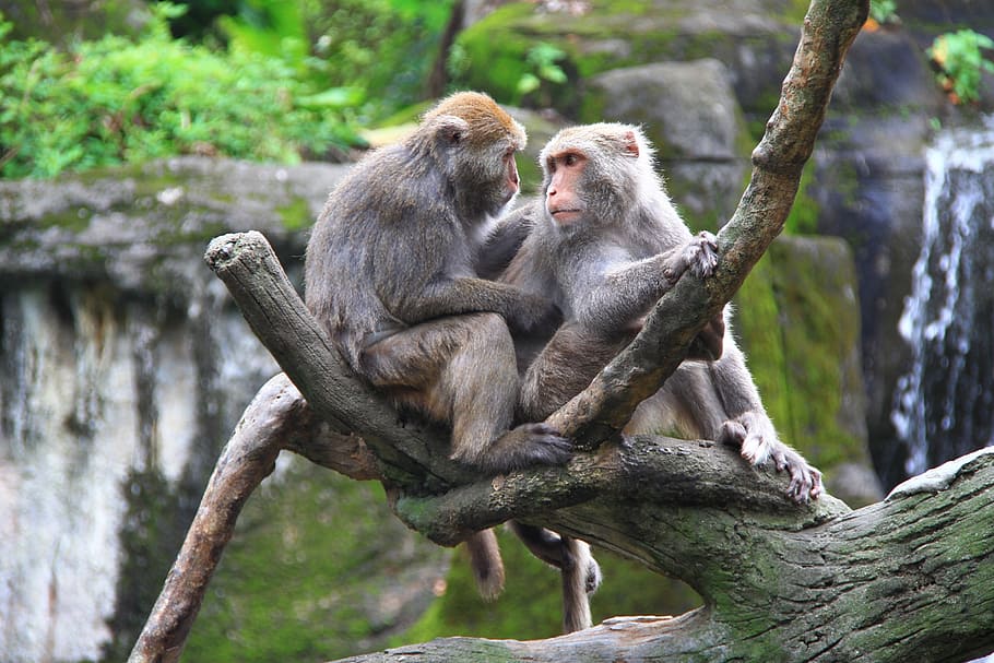 monkey, zoo, high, trunk, double, dear, companion, animals in the wild HD wallpaper