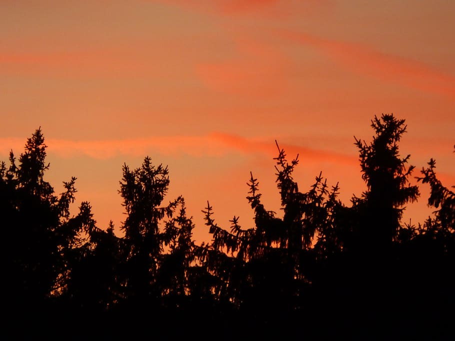 firs, afterglow, forest, silhouette, tree, sunset, plant, sky HD wallpaper