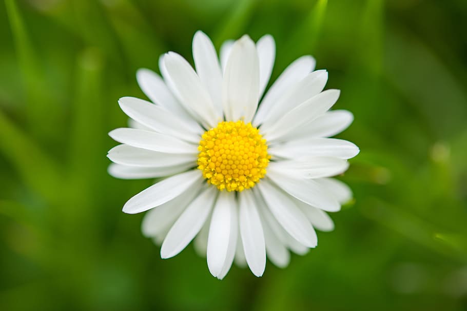 white and yellow daisy on bloom selective focus high-angle photo HD wallpaper