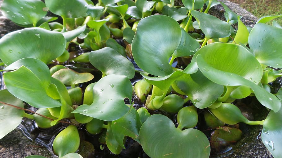 leaf, nature, plant, growth, green color, beauty in nature HD wallpaper