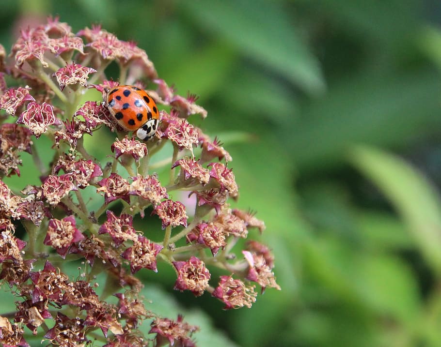 ladybug, red, lucky charm, flower, animal, flowering plant HD wallpaper