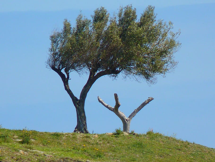 green tree under blue sky at daytime, olive tree, wind, crooked HD wallpaper