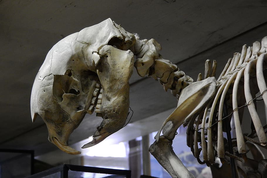 Skull, Skeleton, Teeth, Anatomy, Jaw, animal skull, human skeleton HD wallpaper