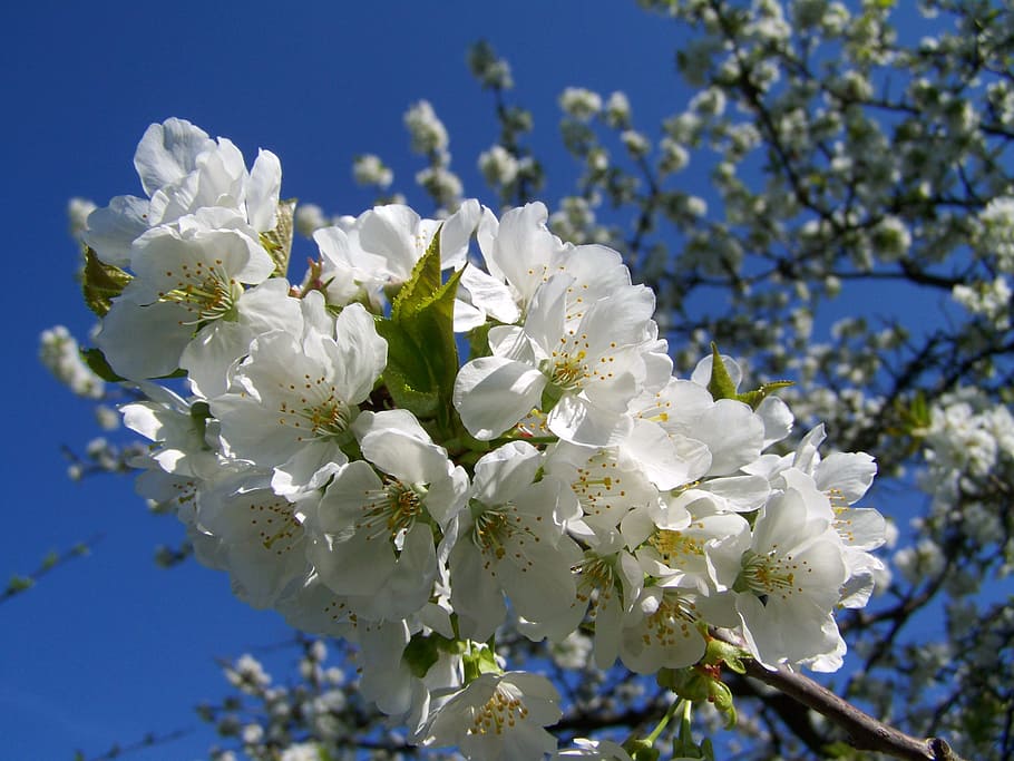 Flowering Cherry Tree, White Flower, fruit tree, spring, white color HD wallpaper