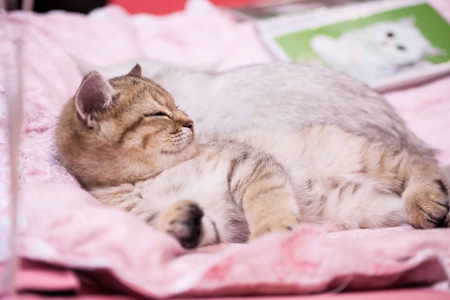 kittens, animals, pet, cat, mammal, feline, domestic cat, pets HD wallpaper