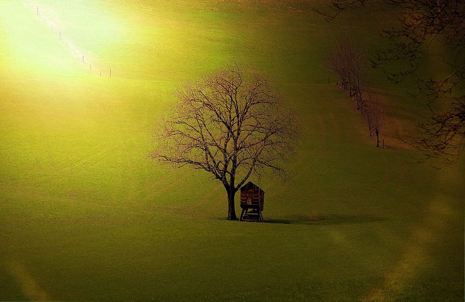 landscape, tree, hut, meadow, nature, sunlight, lighting, plant HD wallpaper